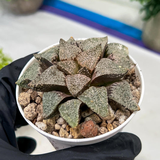 Haworthia Blue Crab or Qing Xie (H6E) | Act Fast
