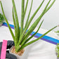 Sansevieria Lady Charm | Imported Plants | Rare Hybrid Species