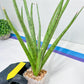 Sansevieria Lady Charm | Imported Plants | Rare Hybrid Species