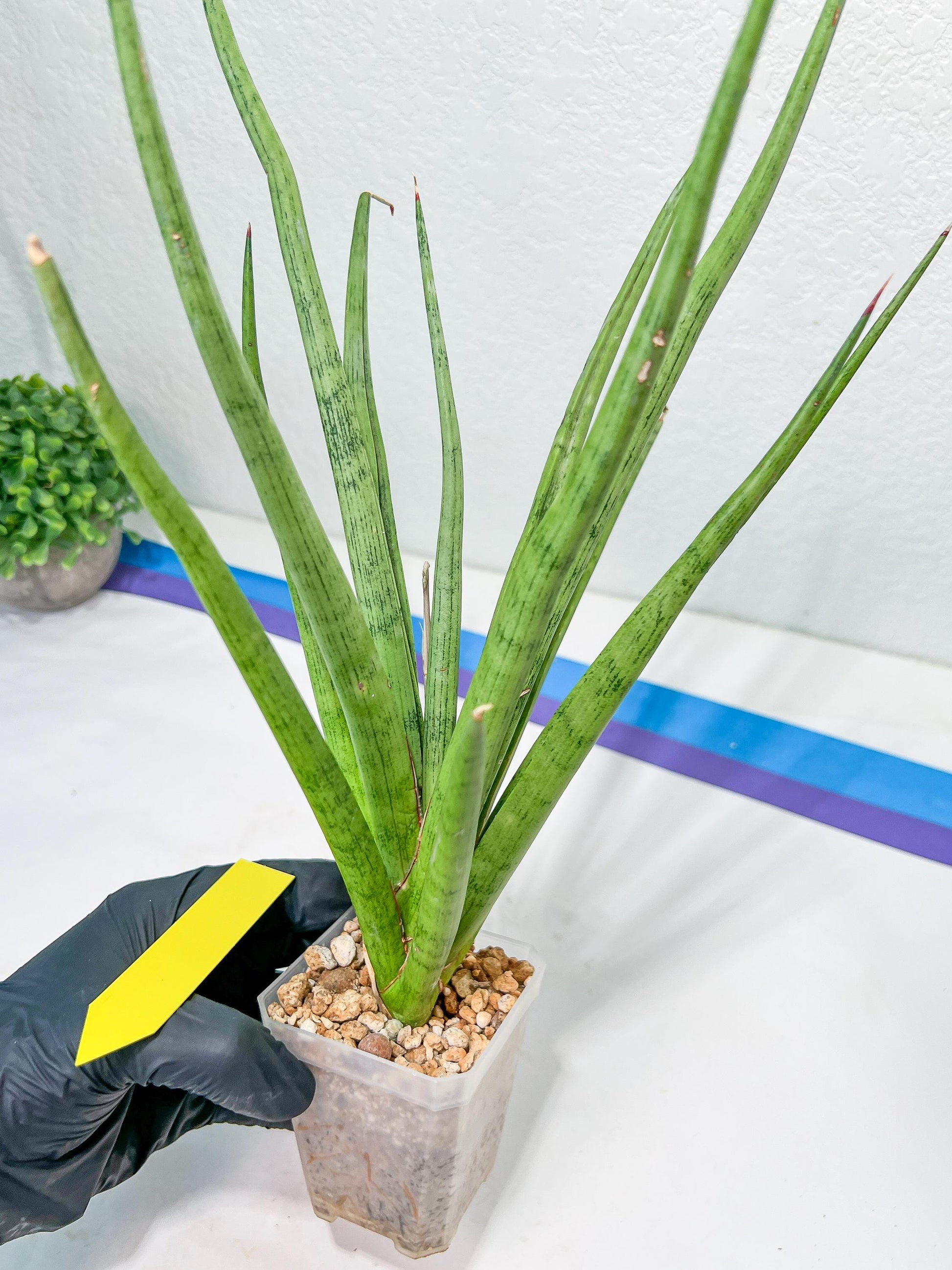 Sansevieria Lady Charm | Imported Plants | Rare Hybrid Species