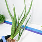 Sansevieria Narin | Imported Plants | Rare Hybrid Species