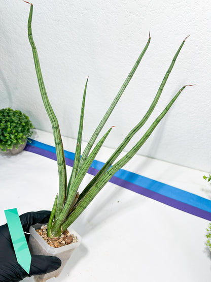 Sansevieria Narin | Imported Plants | Rare Hybrid Species