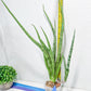 Sansevieria Narin | Imported Plants | Rare Hybrid Species