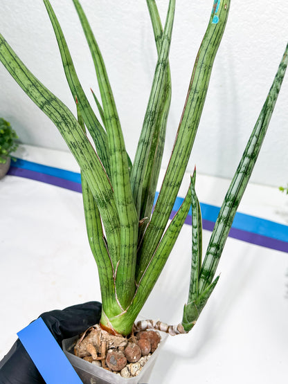 Sansevieria Narin | Imported Plants | Rare Hybrid Species