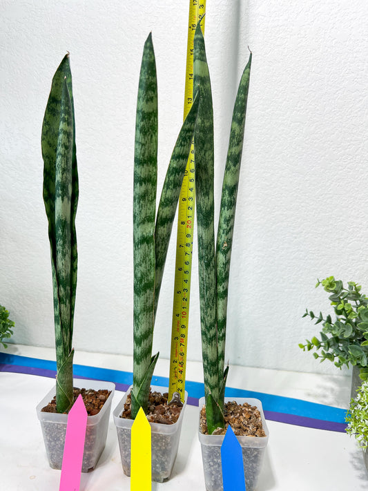 Sansevieria Parva Stick | Imported Plants | Rare Hybrid Species