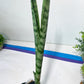 Sansevieria Parva Stick | Imported Plants | Rare Hybrid Species