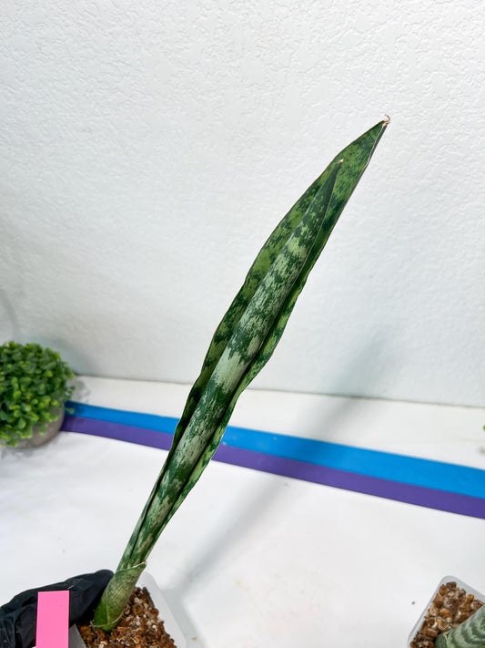 Sansevieria Parva Stick | Imported Plants | Rare Hybrid Species
