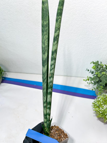 Sansevieria Parva Stick | Imported Plants | Rare Hybrid Species