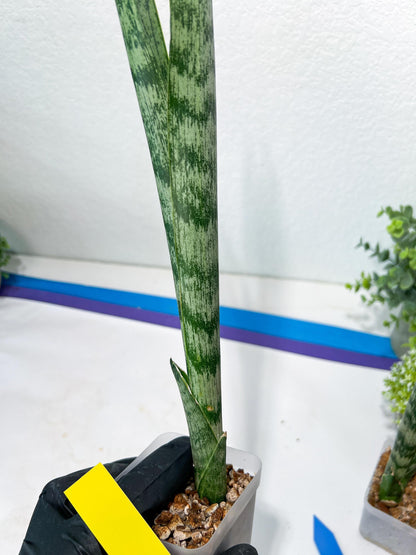 Sansevieria Parva Stick | Imported Plants | Rare Hybrid Species