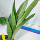 Sansevieria Brazilian Moonshine | Imported Plants