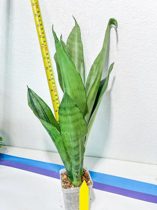 Sansevieria Brazilian Moonshine | Imported Plants