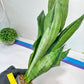 Sansevieria Brazilian Moonshine | Imported Plants
