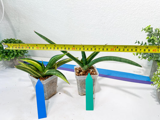 Sansevieria Patens Var XL (#A4) | Imported Plants