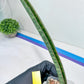 Sansevieria Baseball Bat (#E3) | CImported Plants | Rare Hybrid Species