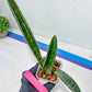 Sansevieria Baseball Bat (#E3) | CImported Plants | Rare Hybrid Species