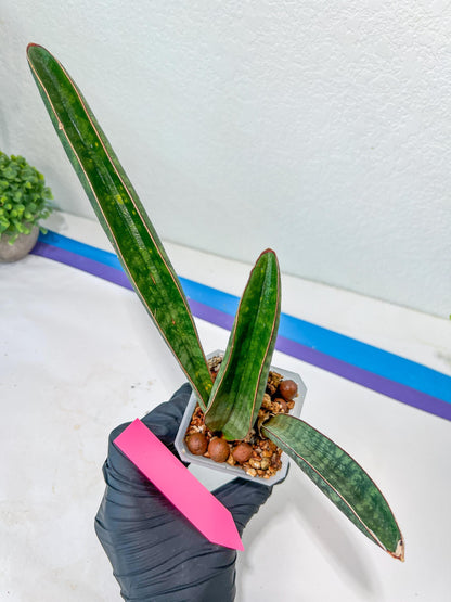 Sansevieria Baseball Bat (#E3) | CImported Plants | Rare Hybrid Species