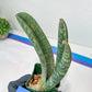 Sansevieria Baseball Bat (#E3) | CImported Plants | Rare Hybrid Species