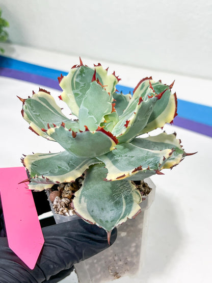 Agave Kabutogani | Imported Succulent