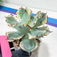 Agave Kabutogani | Imported Succulent