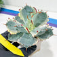 Agave Kabutogani | Imported Succulent