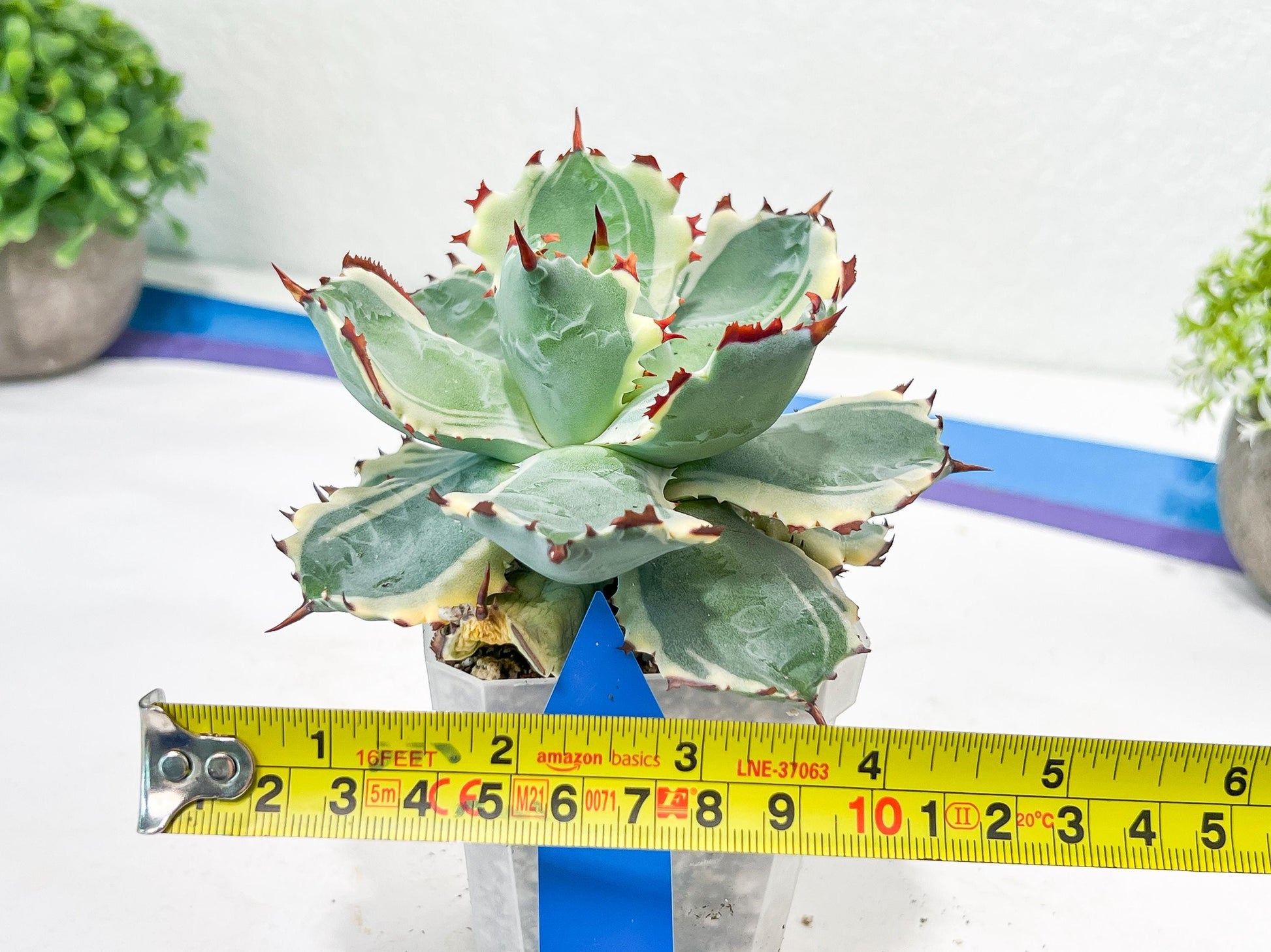 Agave Kabutogani | Imported Succulent