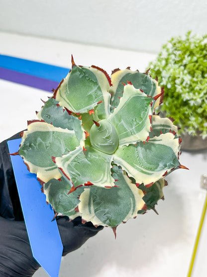 Agave Kabutogani | Imported Succulent