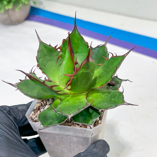 Agave Horrida | Imported Succulent | rare species