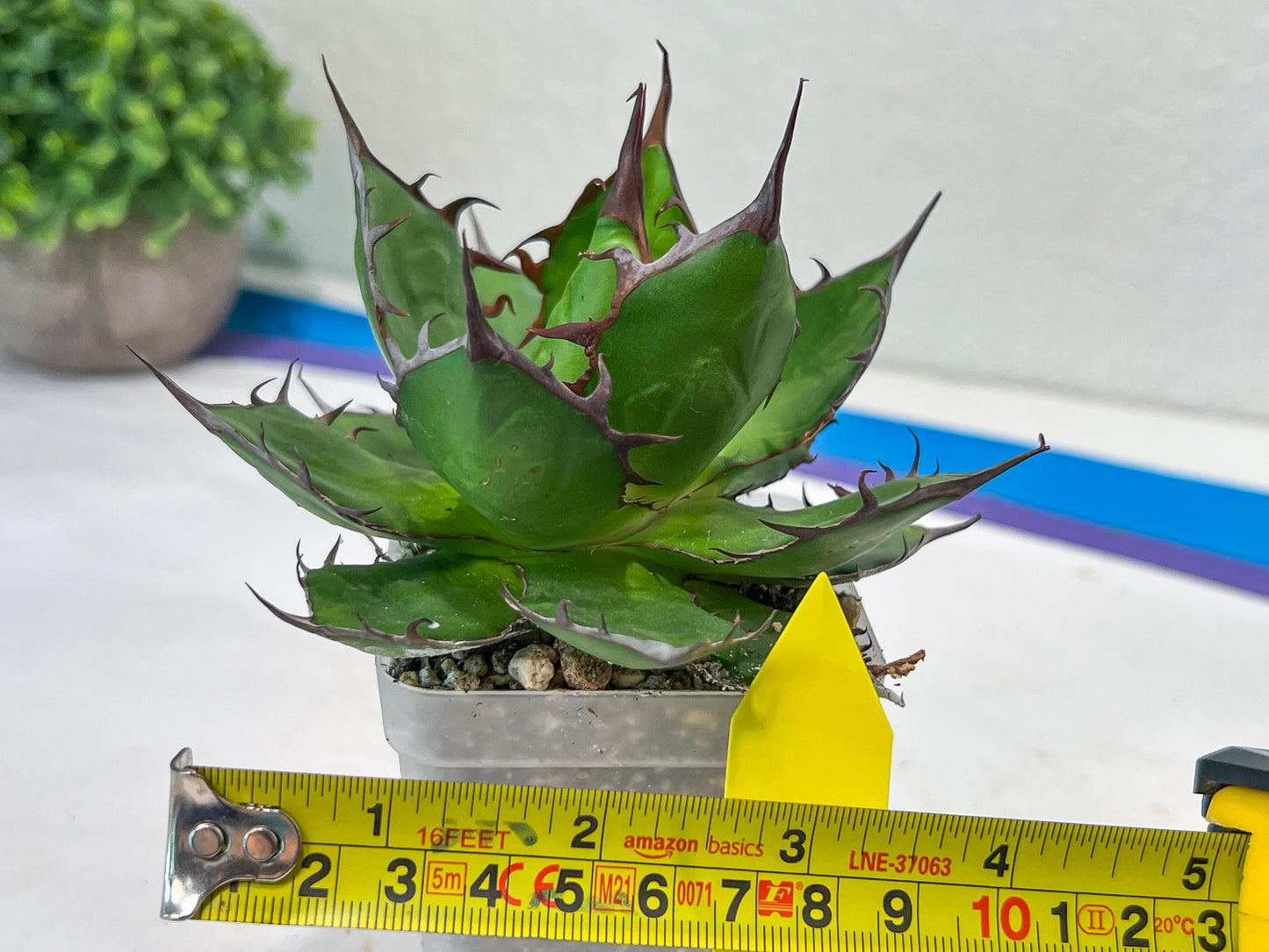 Agave Horrida | Imported Succulent | rare species