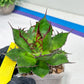 Agave Horrida | Imported Succulent | rare species
