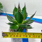 Agave Horrida | Imported Succulent | rare species