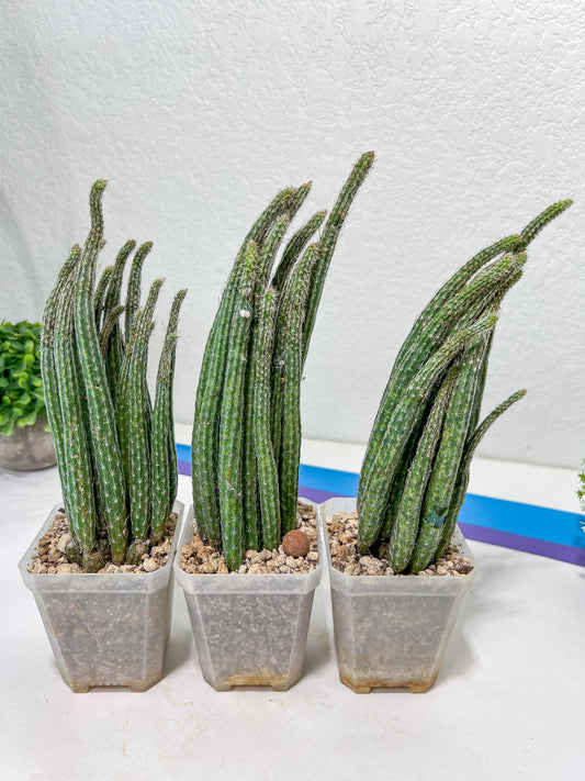 Dahlia Cactus - Wilcoxia poselgeri | Imported Cactus