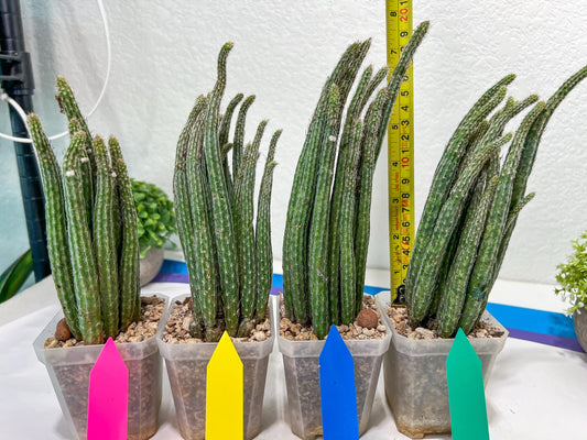 Dahlia Cactus - Wilcoxia poselgeri | Imported Cactus