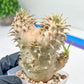 Bevicaule Baker | Import Plants | 2.5' Pots