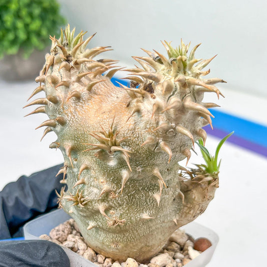 Bevicaule Baker | Import Plants | 2.5' Pots