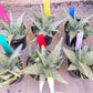 Aloe Snow Drift | Rare Agave | Indoor Succulents | 3.5" Planter