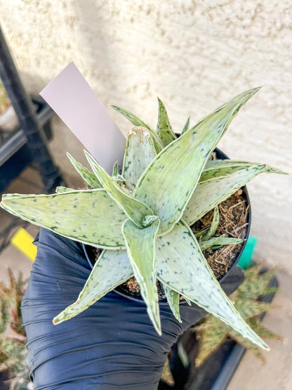 Aloe Snow Drift | Rare Agave | Indoor Succulents | 3.5" Planter