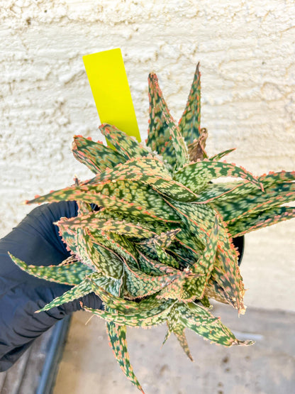 Aloe Firecracker | Indoor Succulents | 3.5" Planter