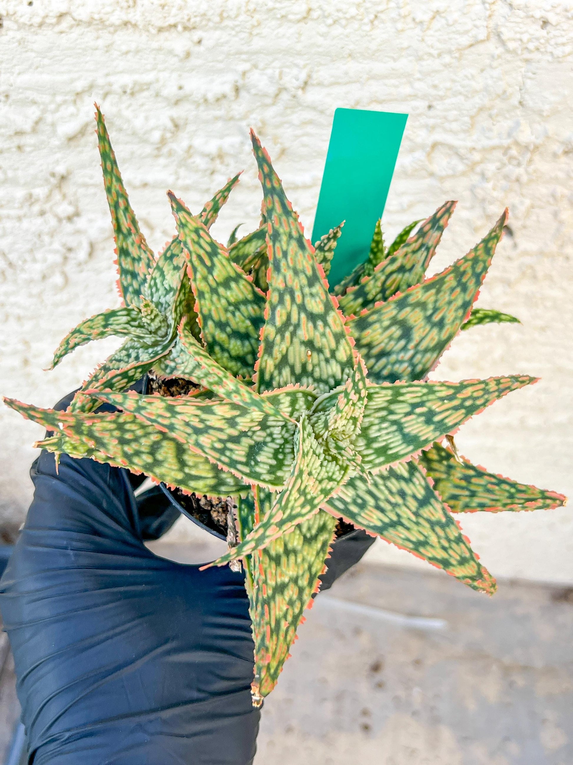 Aloe Firecracker | Indoor Succulents | 3.5" Planter