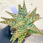 Aloe Firecracker | Indoor Succulents | 3.5" Planter