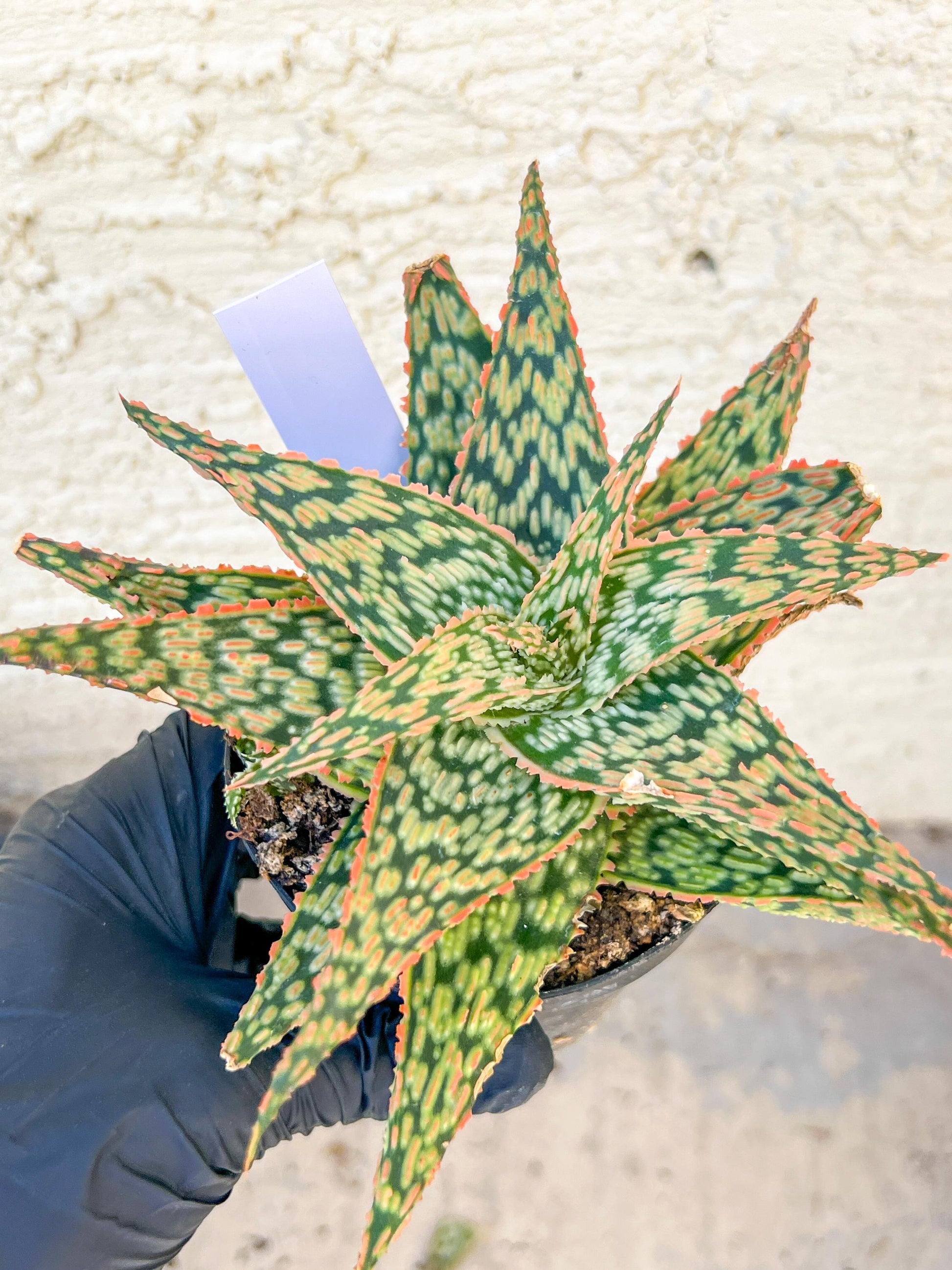 Aloe Firecracker | Indoor Succulents | 3.5" Planter