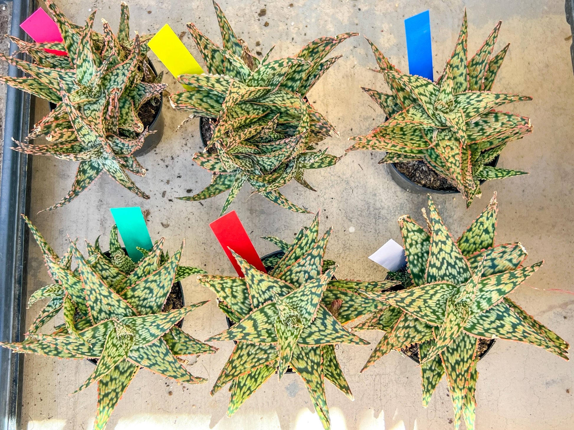 Aloe Firecracker | Indoor Succulents | 3.5" Planter