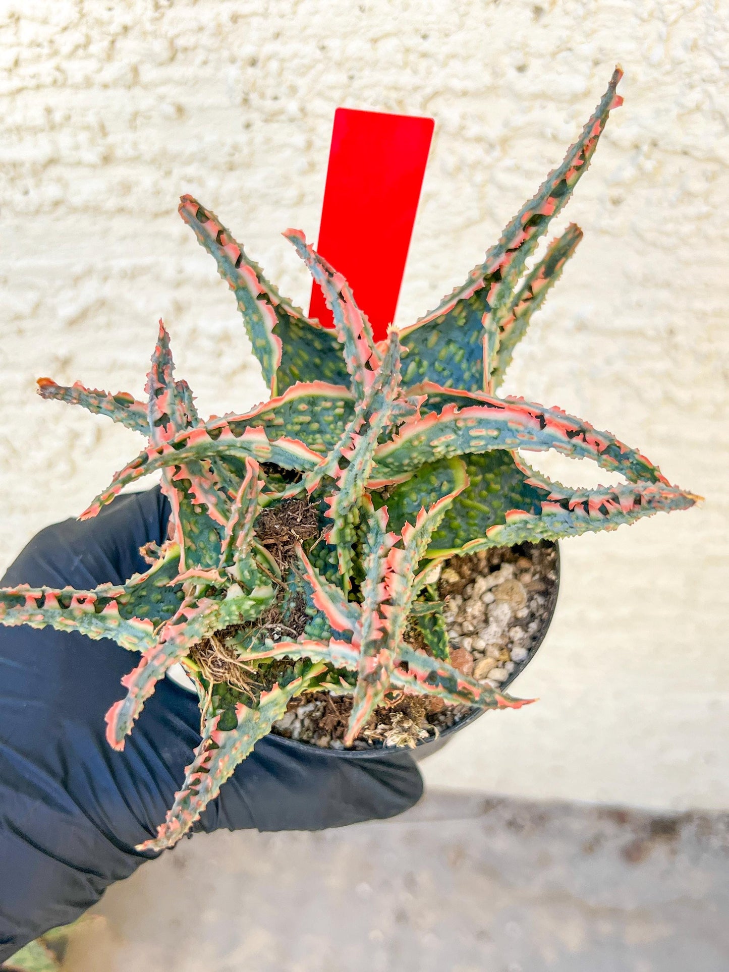 Aloe Oik'| A rare plant is more than decor—it’s therapy | 3.5" Planter