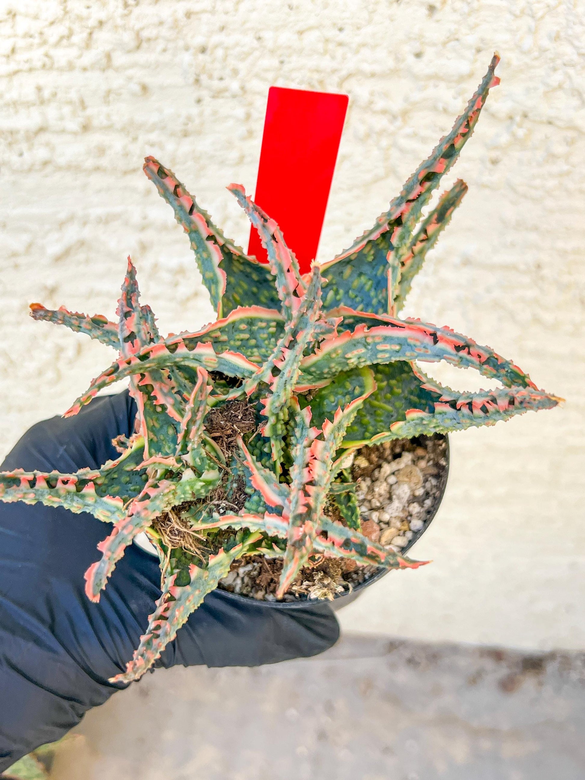 Aloe Oik'| A rare plant is more than decor—it’s therapy | 3.5" Planter