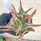 Aloe Oik'| A rare plant is more than decor—it’s therapy | 3.5" Planter