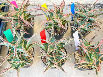 Aloe Oik'| A rare plant is more than decor—it’s therapy | 3.5" Planter