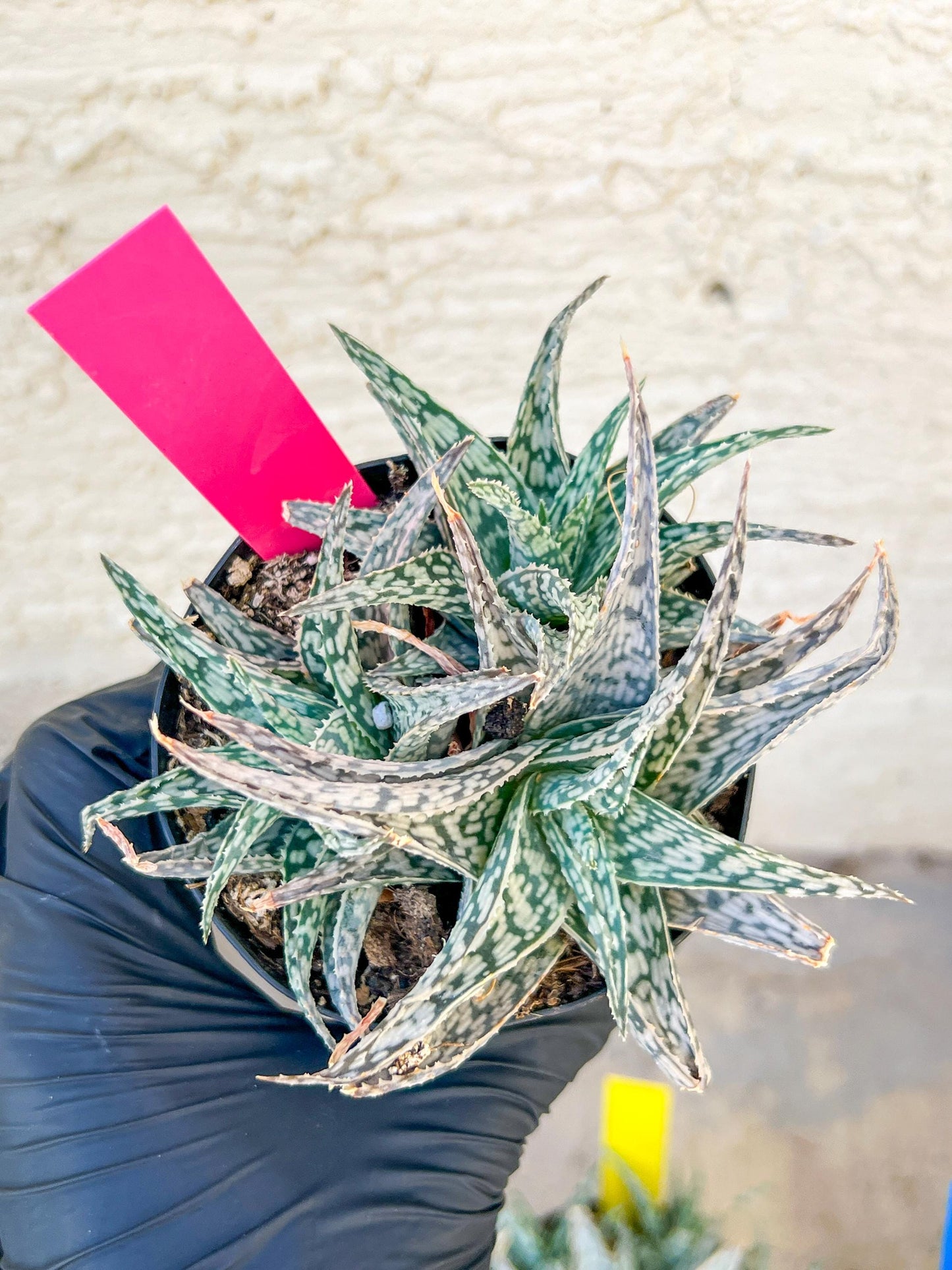 Aloe Star Blizzard | Rare aloe plant | Rare succulent | 3.5" Planter