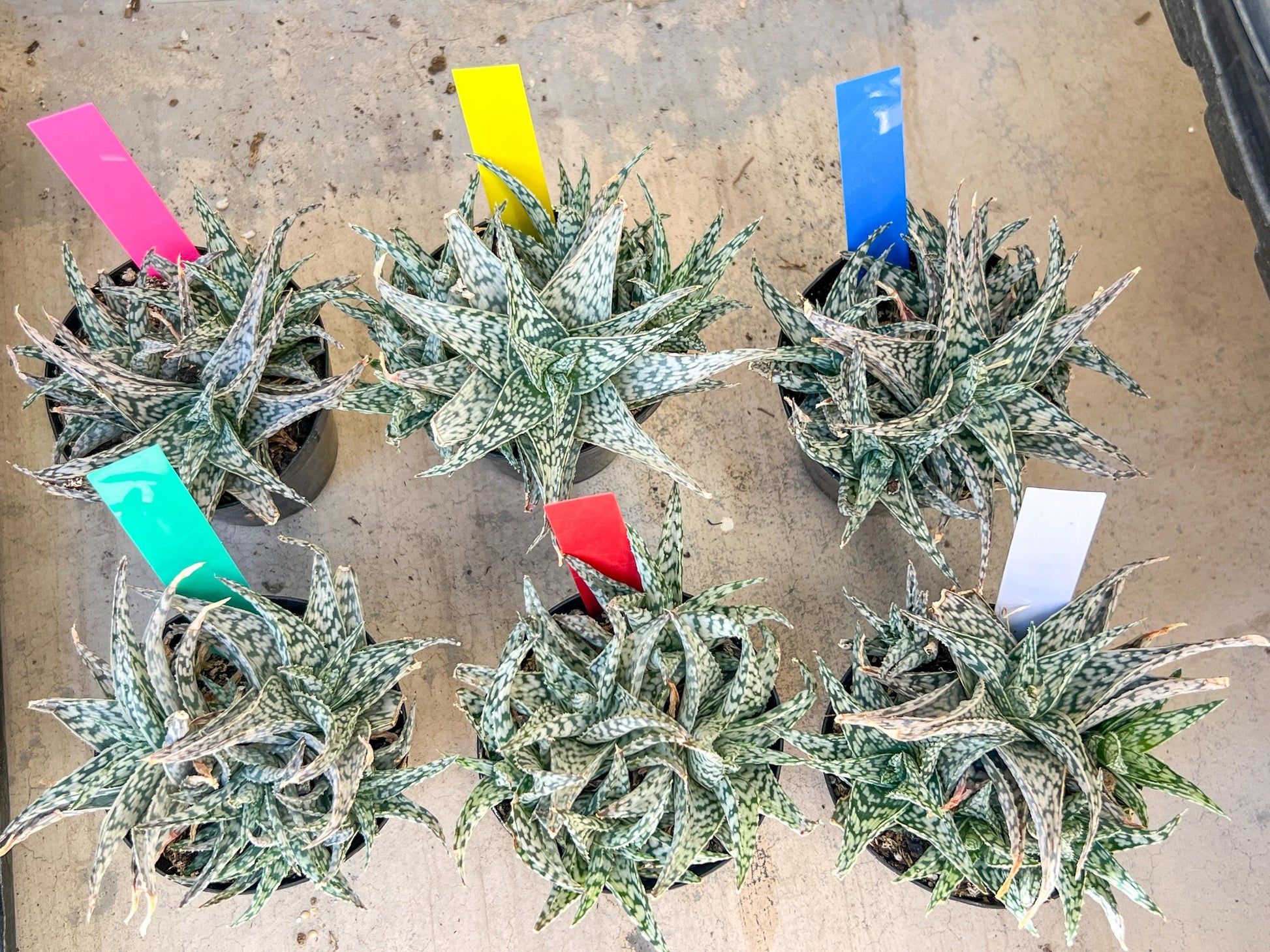 Aloe Star Blizzard | Rare aloe plant | Rare succulent | 3.5" Planter