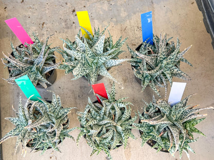 Aloe Star Blizzard | Rare aloe plant | Rare succulent | 3.5" Planter