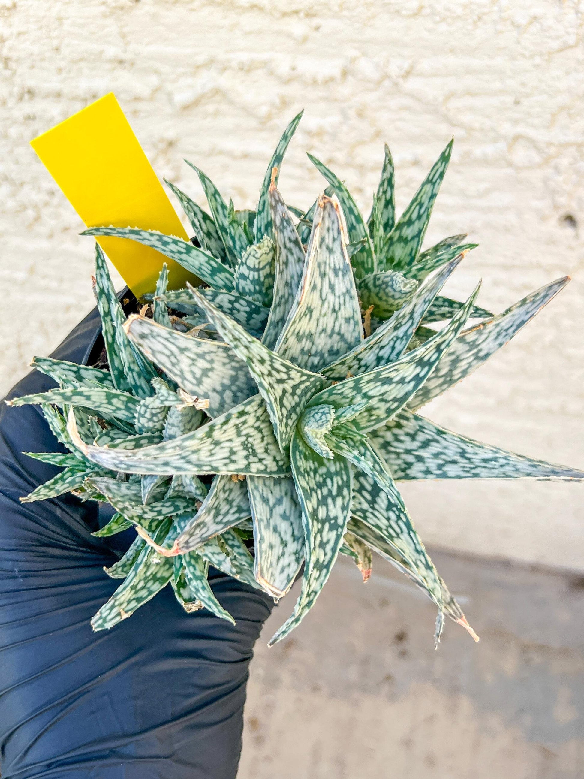 Aloe Star Blizzard | Rare aloe plant | Rare succulent | 3.5" Planter