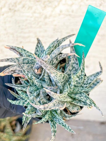Aloe Star Blizzard | Rare aloe plant | Rare succulent | 3.5" Planter